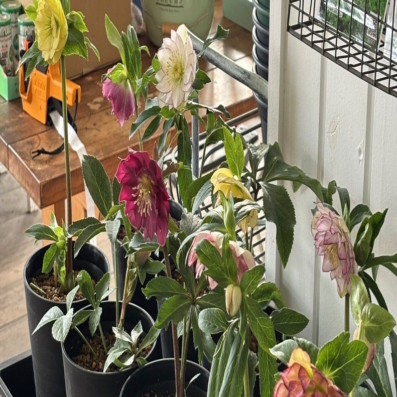 クリスマスローズ（鉢植え）が入荷｜sola og planta 作業日誌