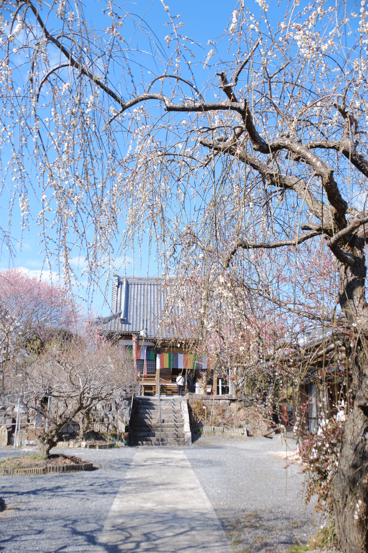 梅、三分咲きでも｜あ〜さ☆