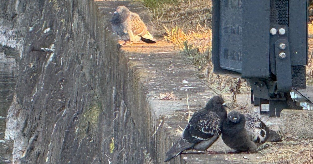 2026年-春は、まだでいいのだ三月March・・・鳥模様：ドバト
