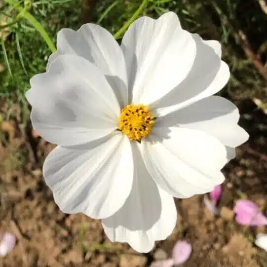 ふ～