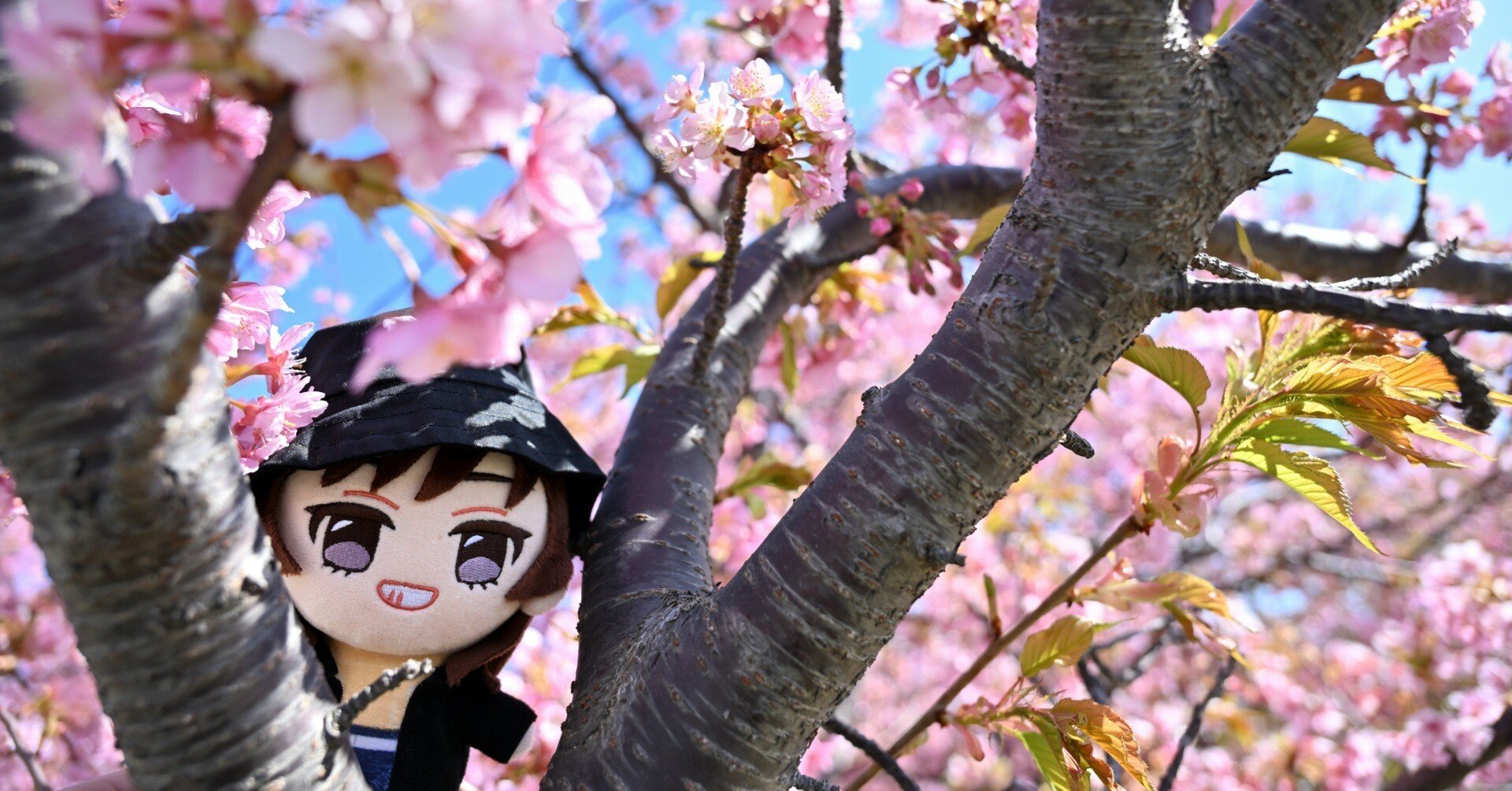 ぬい旅～伊豆の河津桜と下田でカメラ活～｜ぼっくすまん