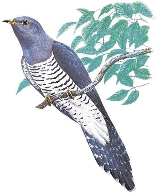 第1003回 ホトトギス(5回目)｜翆野 大地