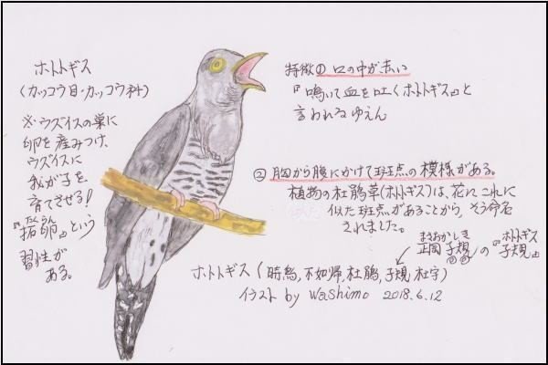 第1003回 ホトトギス 5回目 翆野 大地 Note