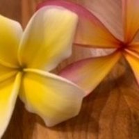 プルメリアが花芽を出すきっかけを考えてみる Hoppie Note プルメリアが花芽を出すきっかけを考えてみる Hoppie Note