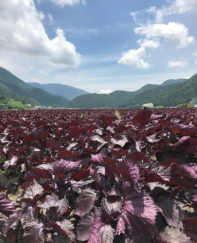 画像7