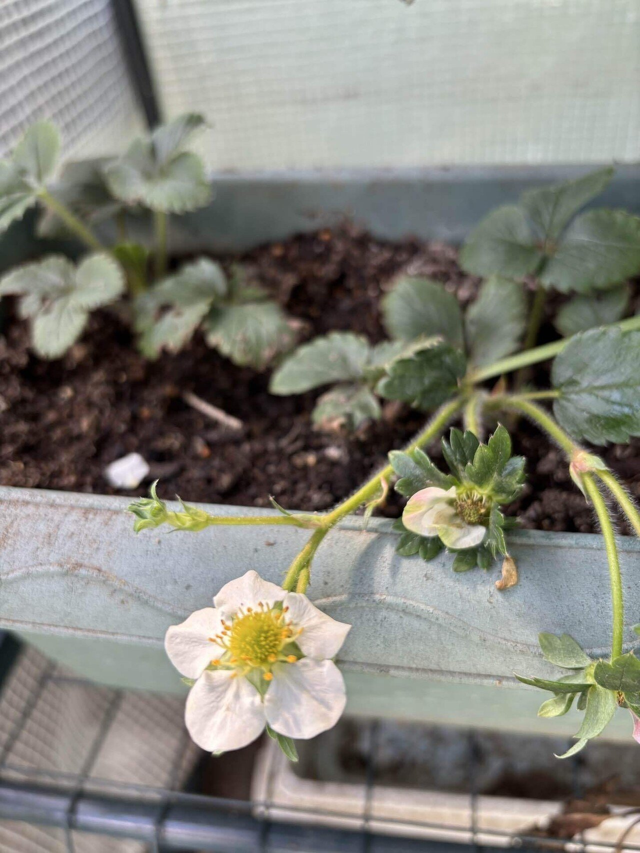 苺の花｜Green_cafe｜植物好き