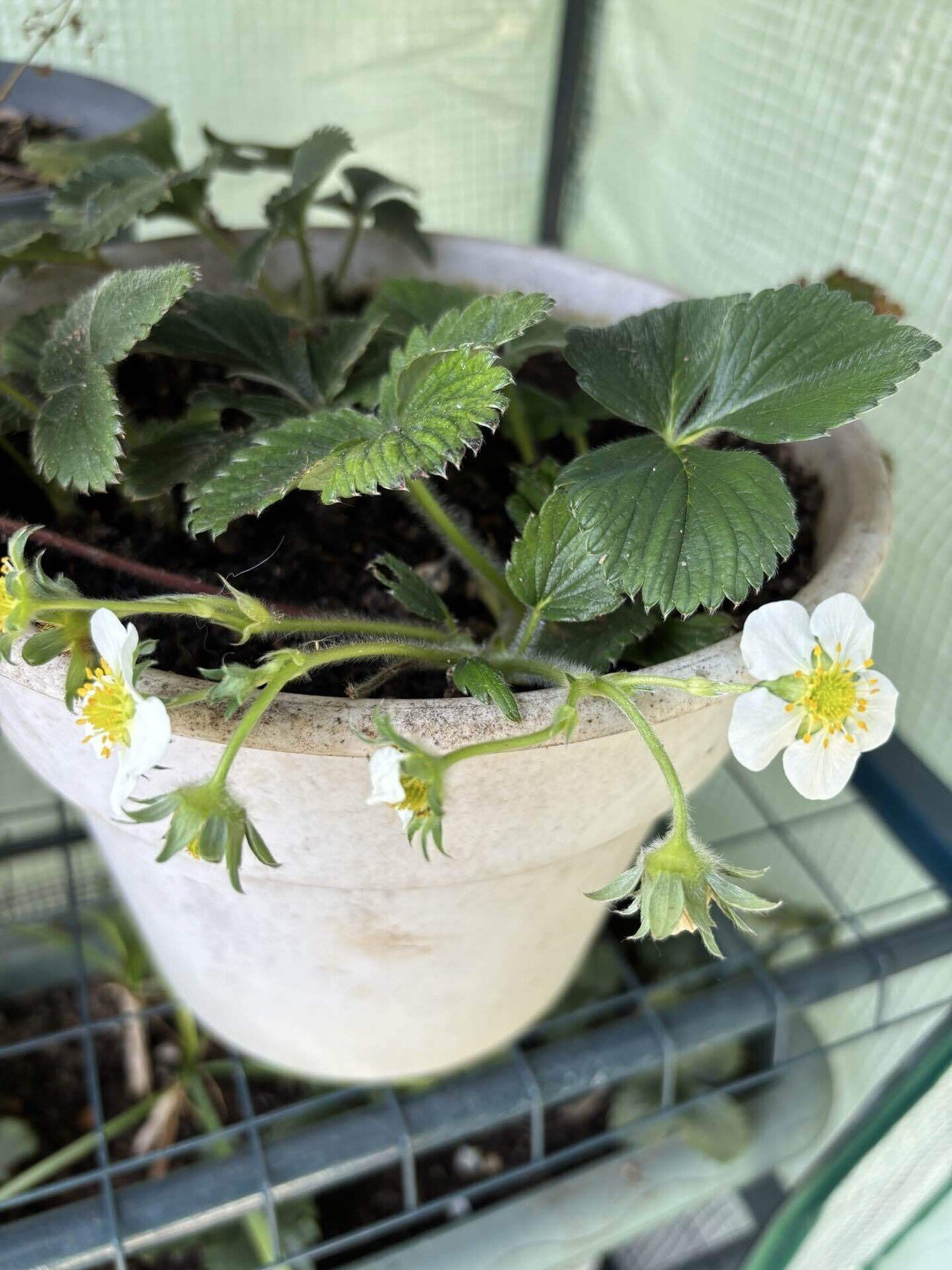 苺の花｜Green_cafe｜植物好き