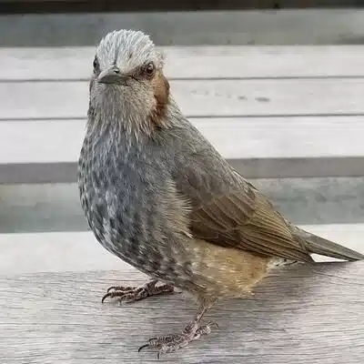 楸
