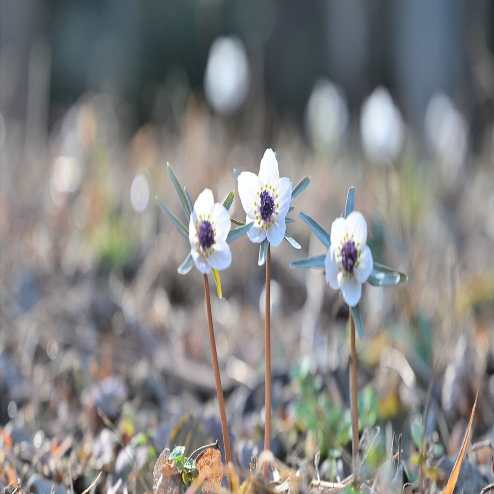セツブンソウを撮りに北限の自生地・四季の森星野へ今年も行った話