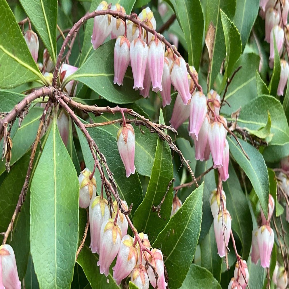 アセビ（京都府立植物園）：2026年2月25日（水）｜藤井秀昭（『京都