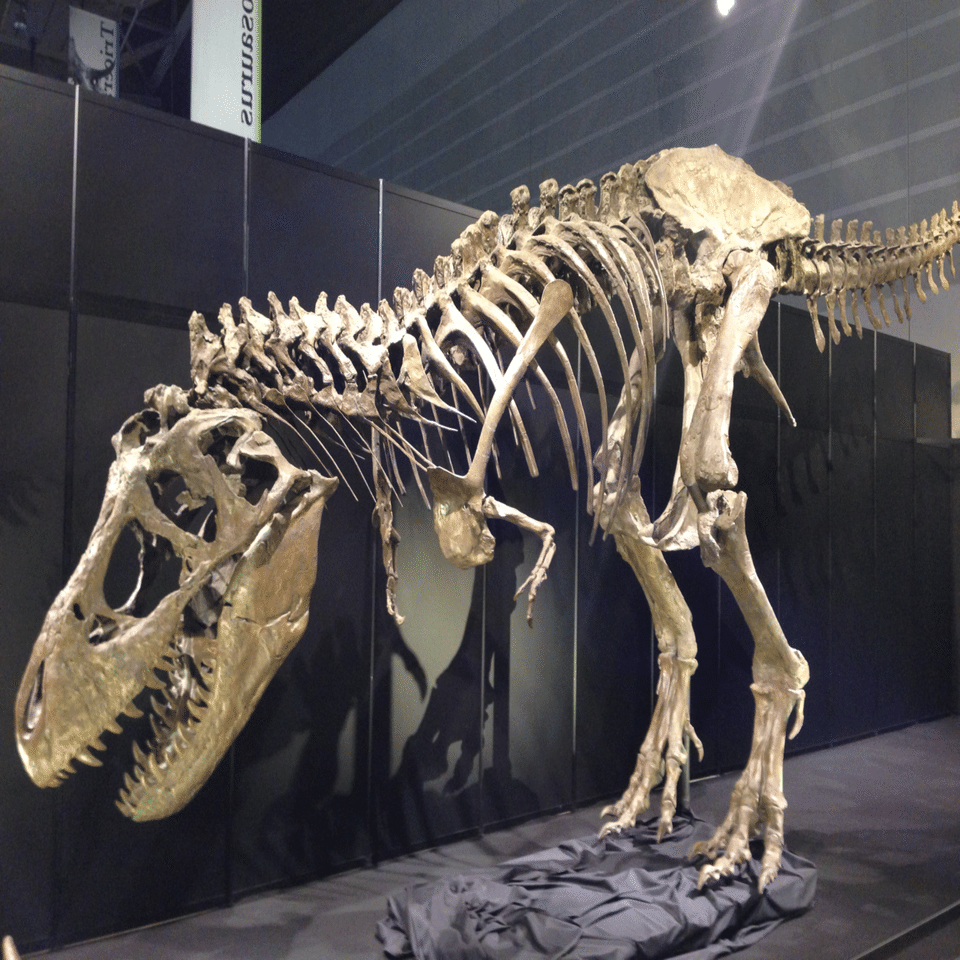 ティラノサウルス｜鎧川 亮