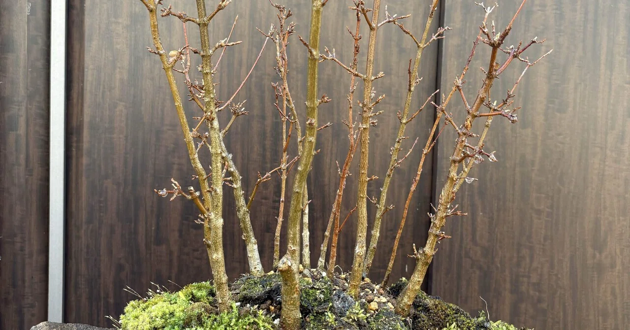 盆栽#32寄せ植えの鉢替え 石皿鉢へ｜natural margins-盆佳庵-