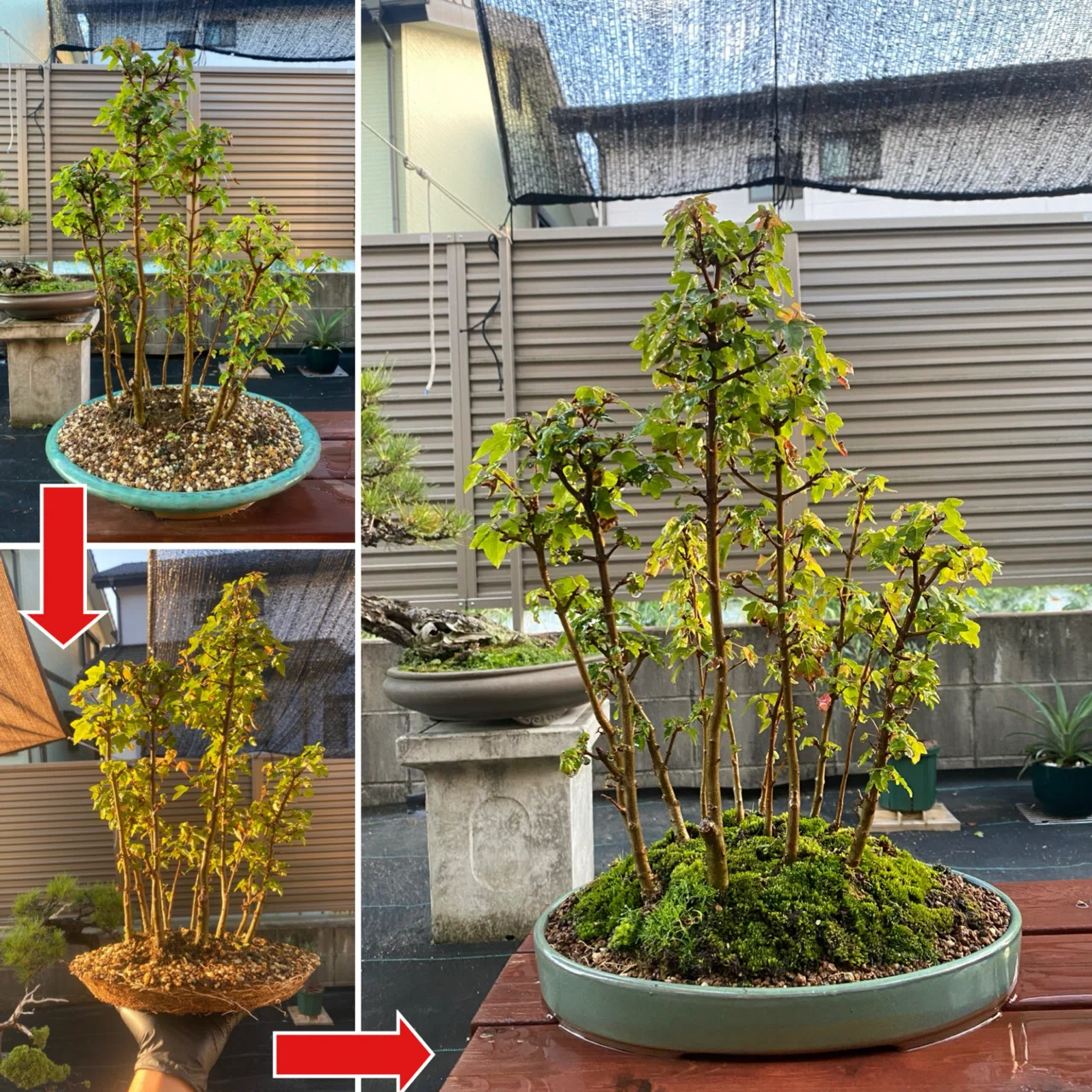 盆栽#32寄せ植えの鉢替え 石皿鉢へ｜natural margins-盆佳庵-