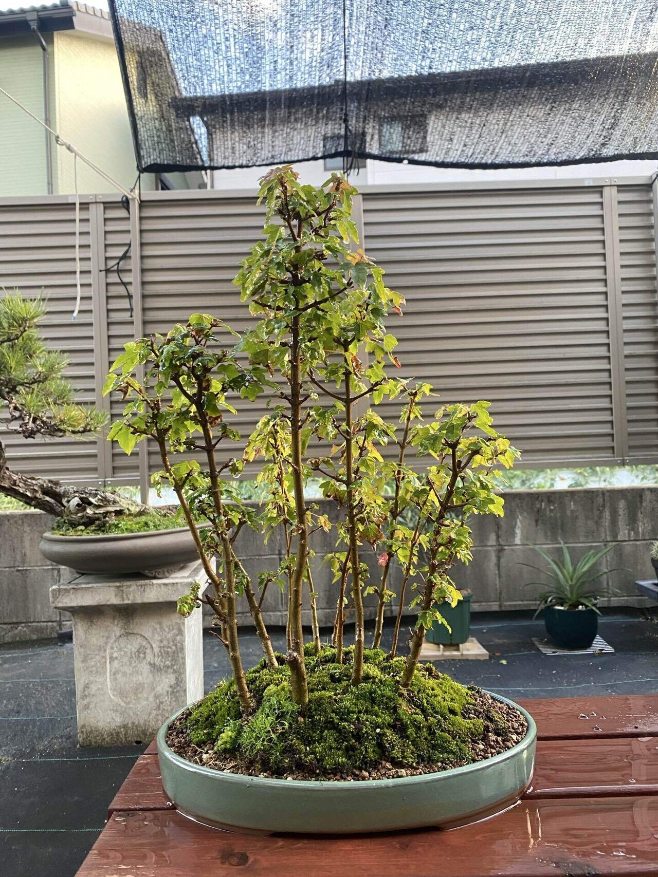 寄せ植えの鉢替え 石皿鉢へ｜asahinakeisuke