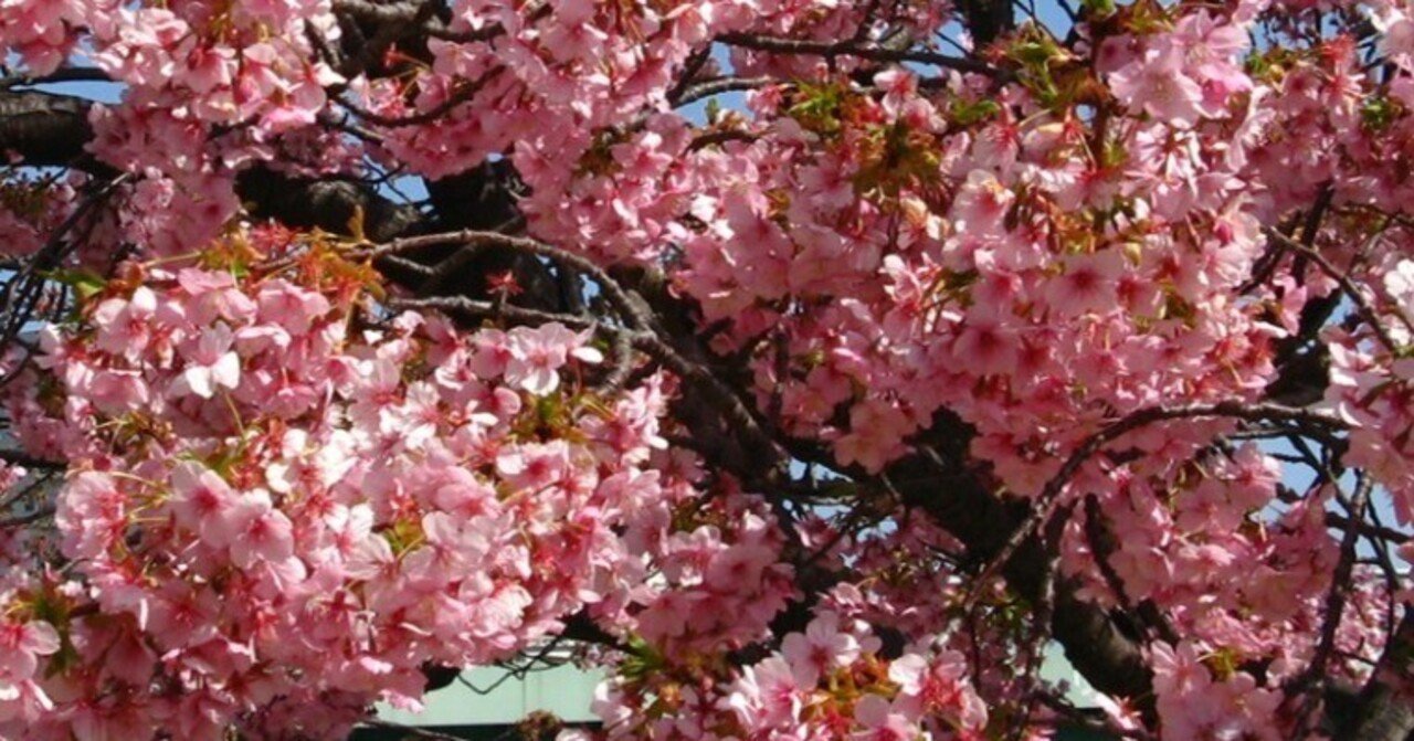 お花見日和｜たかさん