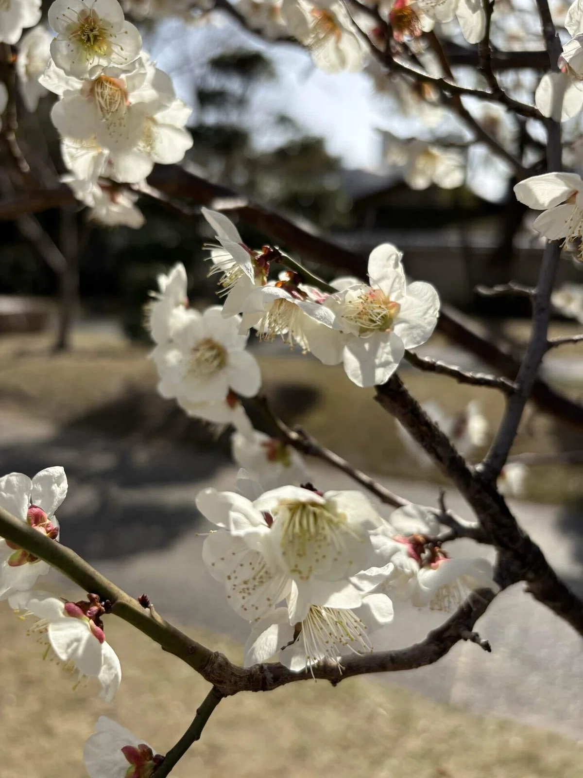 「東風吹かば 匂いおこせよ 梅の花」｜コジロウ