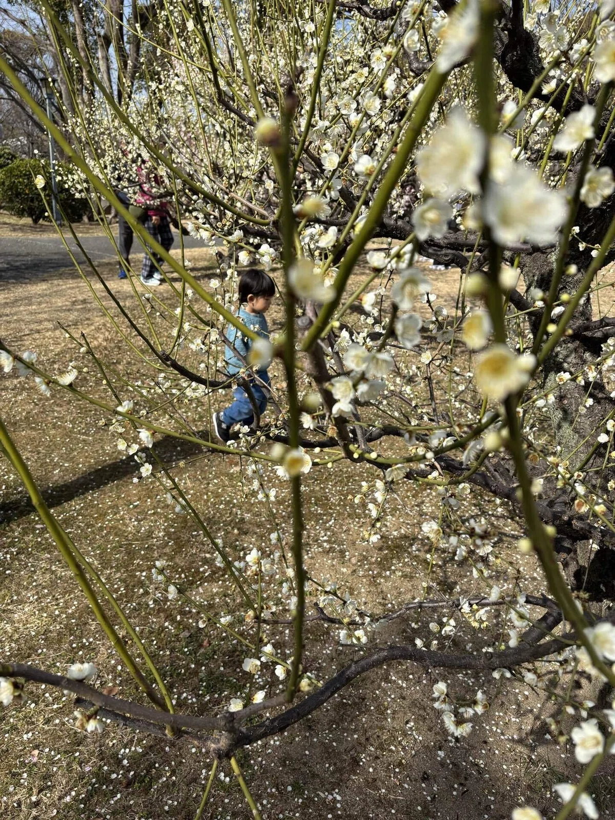 「東風吹かば 匂いおこせよ 梅の花」｜コジロウ