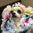 ツワブキ