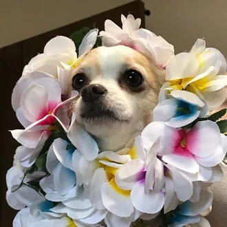 ツワブキ