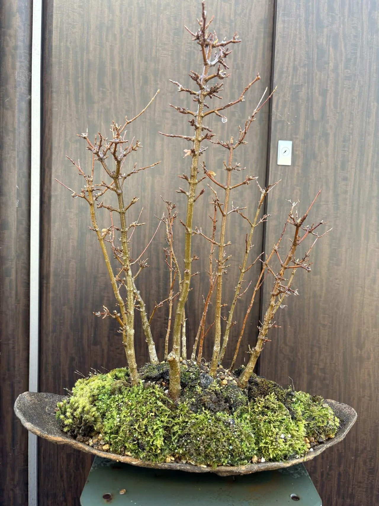 盆栽#32寄せ植えの鉢替え 石皿鉢へ｜natural margins-盆佳庵-