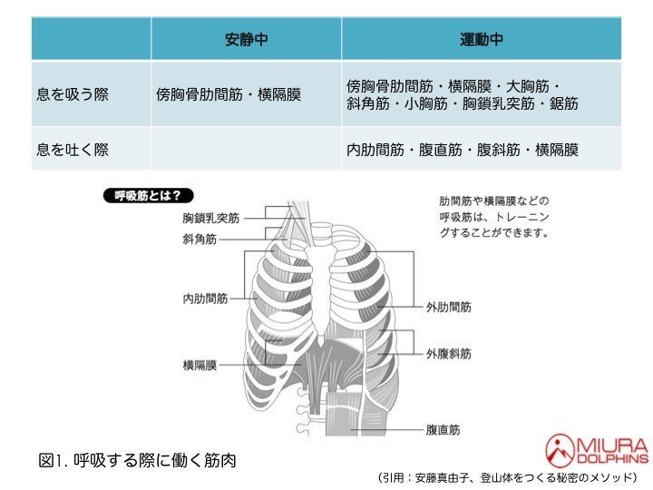 大活躍の呼吸筋 Miuraチャンネル Note 大活躍の呼吸筋 Miuraチャンネル Note