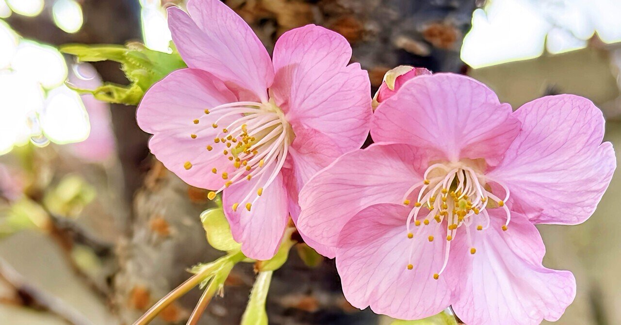さくらさく｜吉田あや