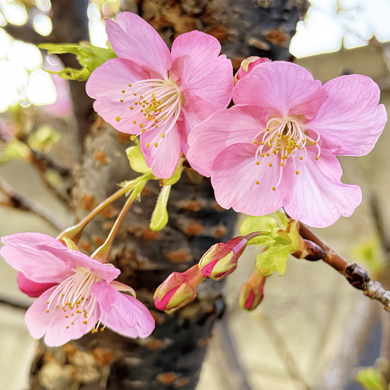 さくらさく｜吉田あや