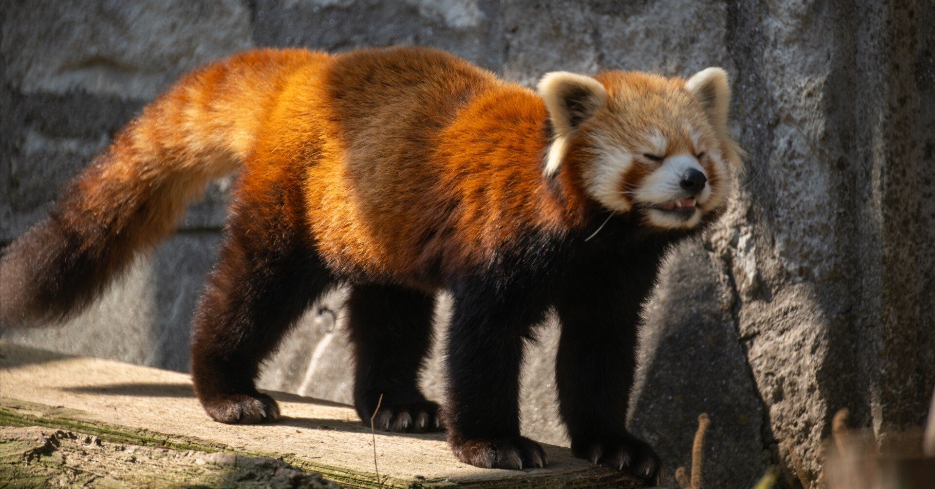 Nikon Zf と春の動物園｜Mosquito Brain Studio