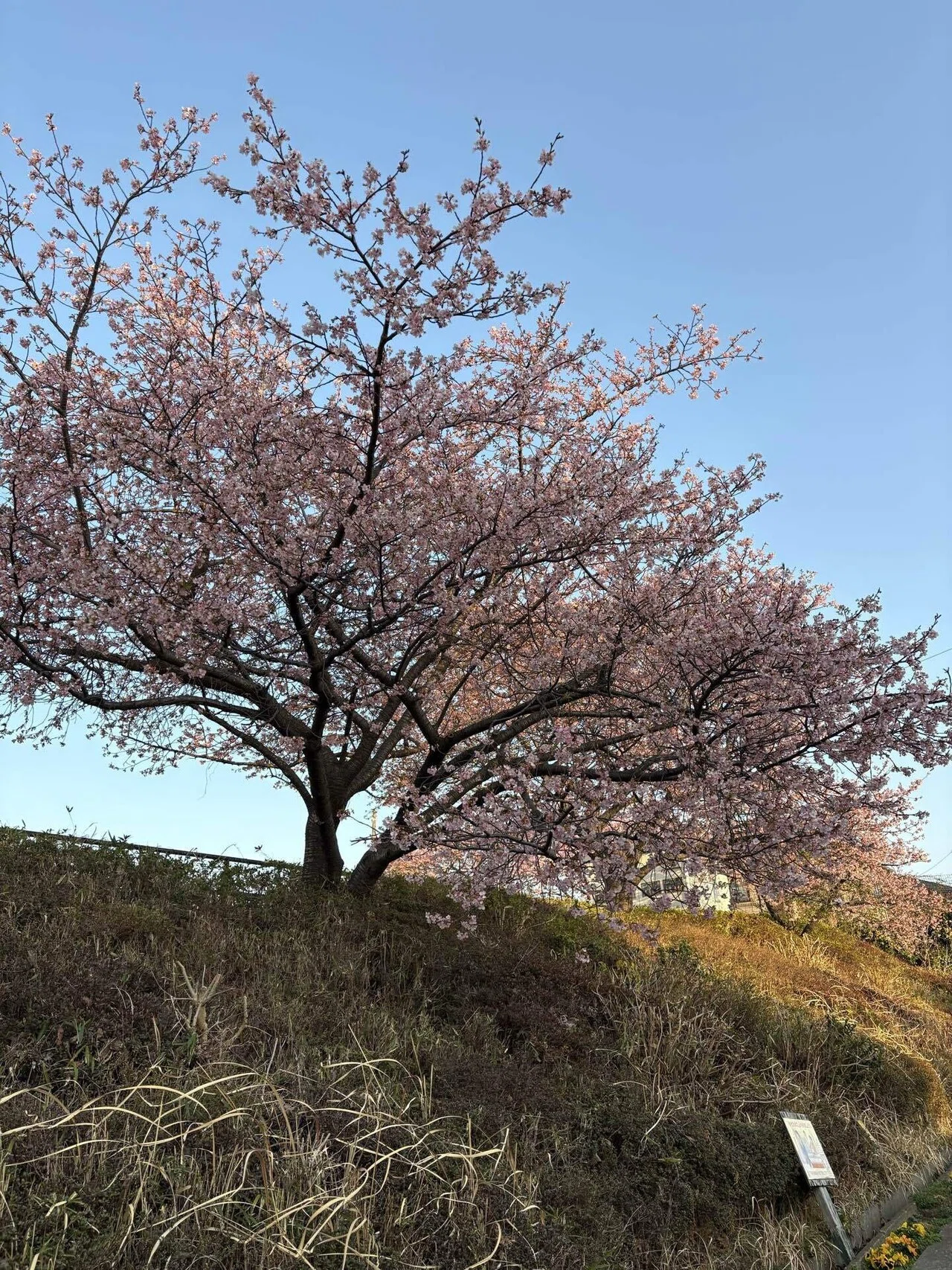 気温上昇とともに咲き始めた河津桜 〜春の訪れを告げる濃桃色