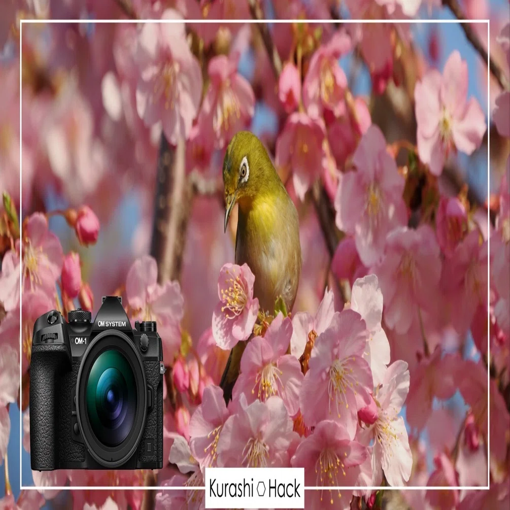 桜×野鳥の写真でごはん3杯はイケる【OM-1 Mark II + 100-400mm II 実写