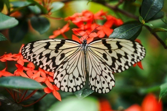 あつ森から学ぶ生物の話 思ってたよりも金色 オオゴマダラ サナギの写真をフリーサイトで入手できました 緑木リョク Note あつ森から学ぶ生物の話 思ってたよりも金色 オオゴマダラ サナギの写真をフリーサイトで入手できました 緑木リョク Note