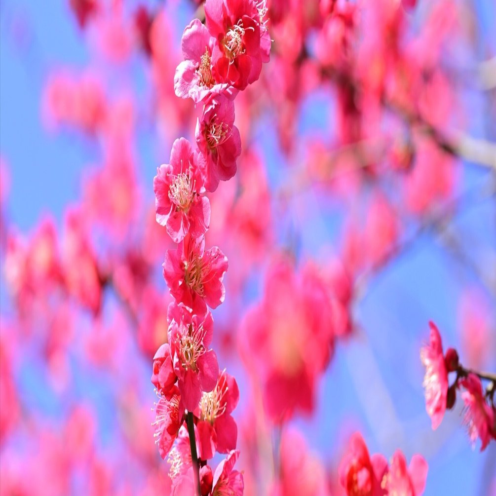 東京さんぽ／2026年2月 亀戸天神で梅まつり｜mitsuki sora