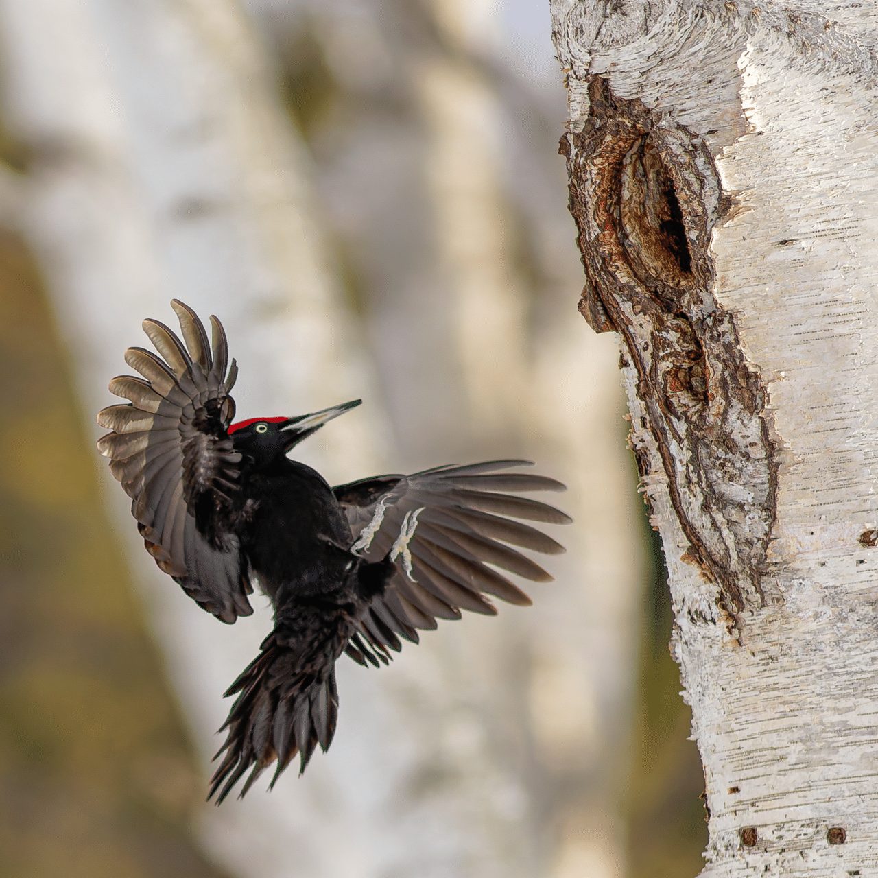 オールドレンズで野鳥撮影に挑戦〜MINOLTA 300mm F2.8でクマゲラと