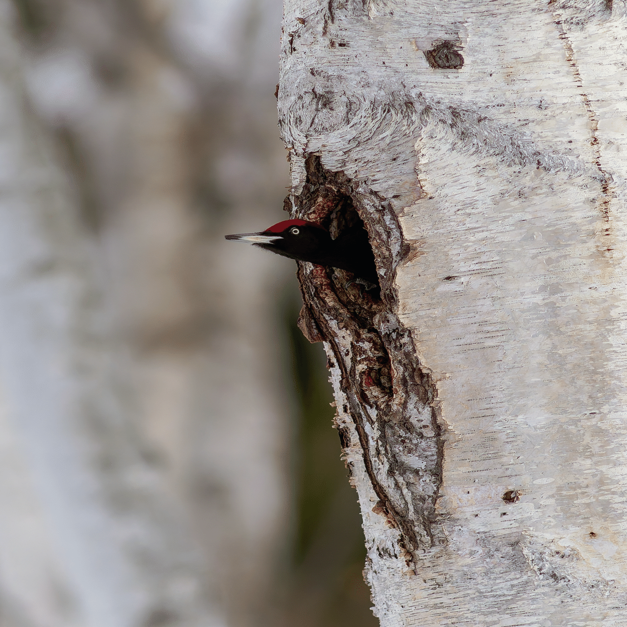 オールドレンズで野鳥撮影に挑戦〜MINOLTA 300mm F2.8でクマゲラと