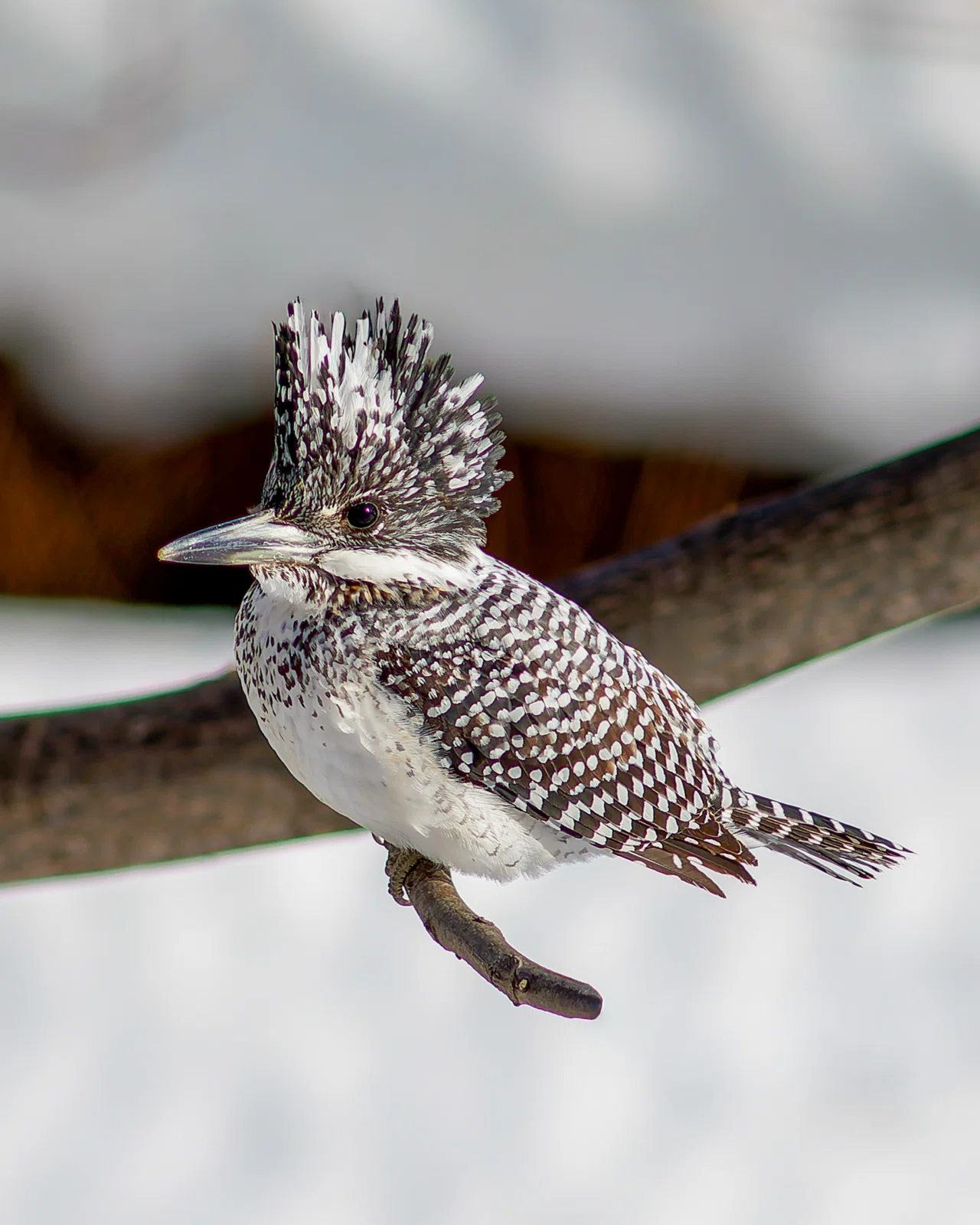 オールドレンズで野鳥撮影に挑戦〜MINOLTA 300mm F2.8でクマゲラと