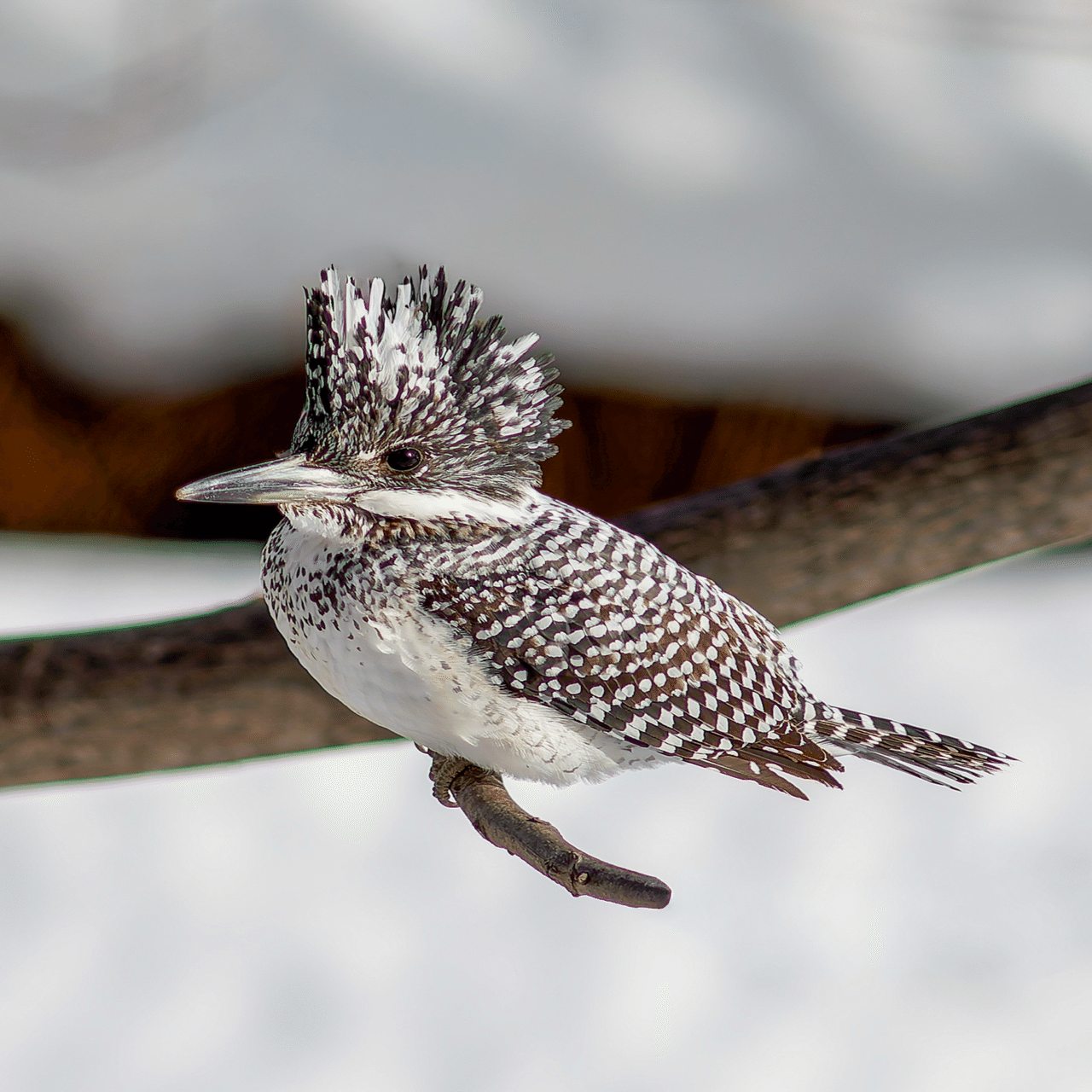 オールドレンズで野鳥撮影に挑戦〜MINOLTA 300mm F2.8でクマゲラと