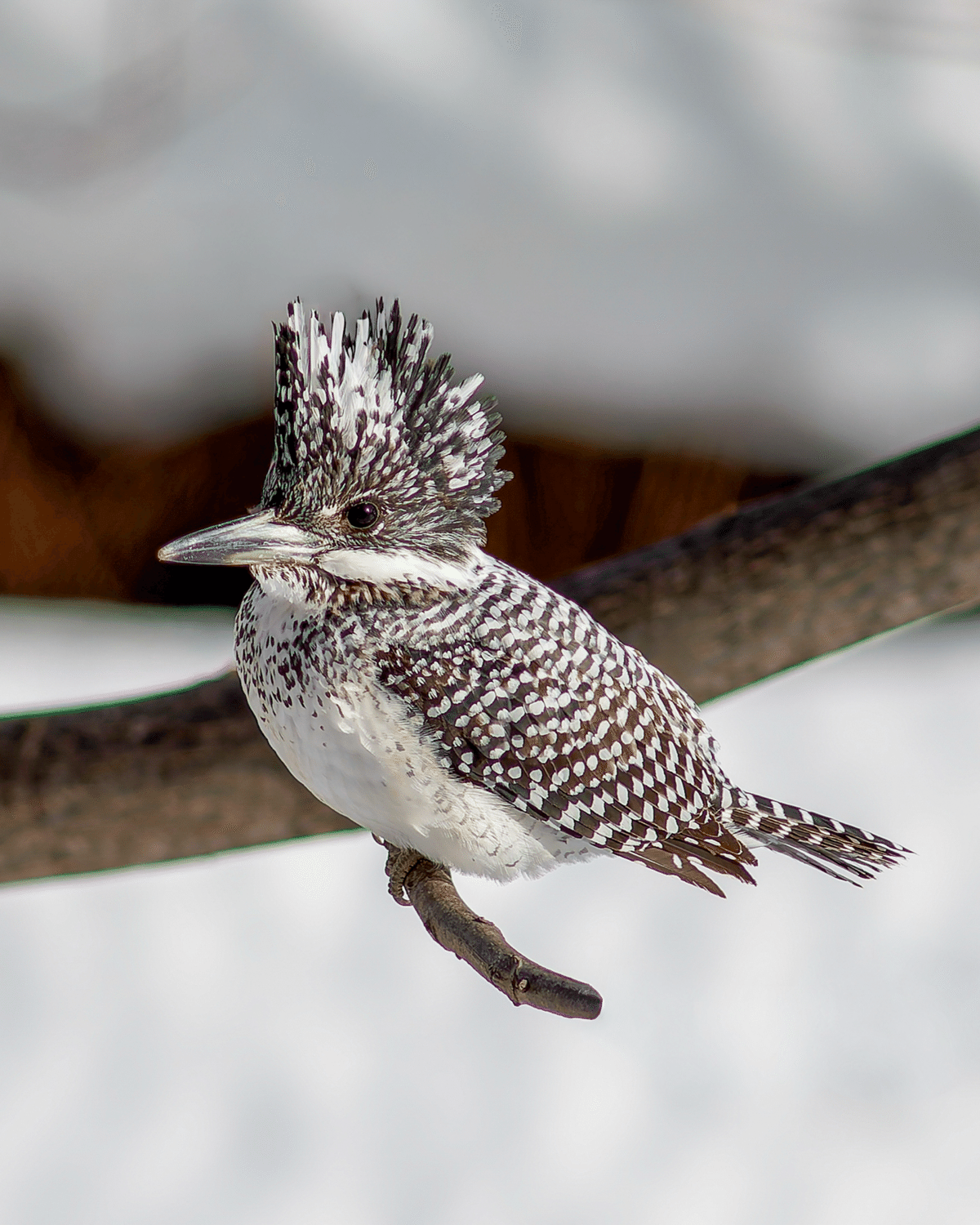 オールドレンズで野鳥撮影に挑戦〜MINOLTA 300mm F2.8でクマゲラと
