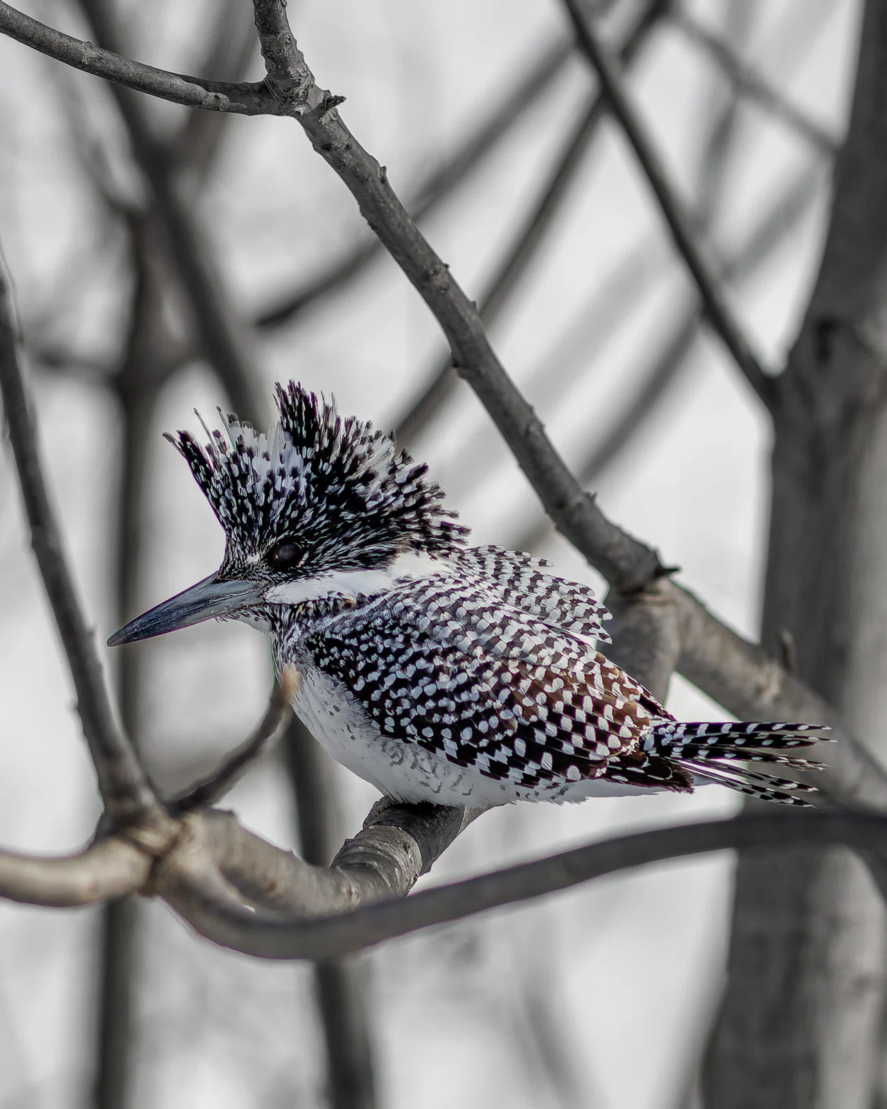 オールドレンズで野鳥撮影に挑戦〜MINOLTA 300mm F2.8でクマゲラと