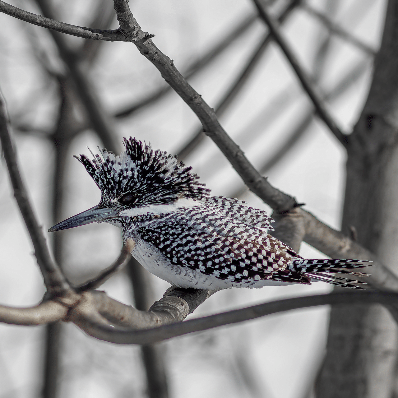 オールドレンズで野鳥撮影に挑戦〜MINOLTA 300mm F2.8でクマゲラと