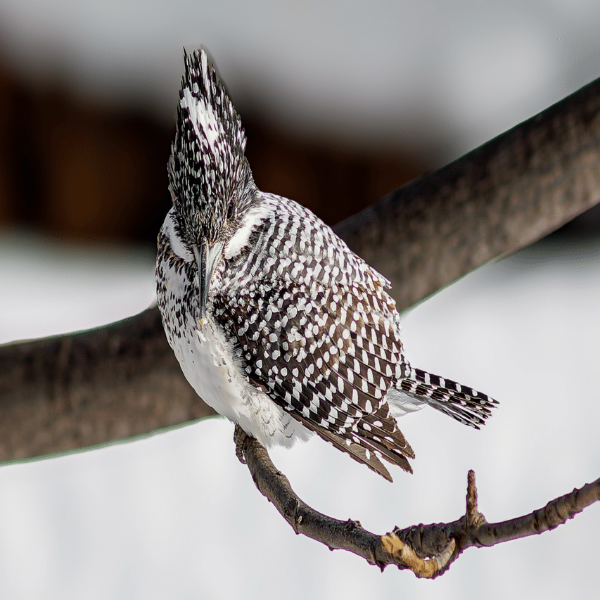 オールドレンズで野鳥撮影に挑戦〜MINOLTA 300mm F2.8でクマゲラと