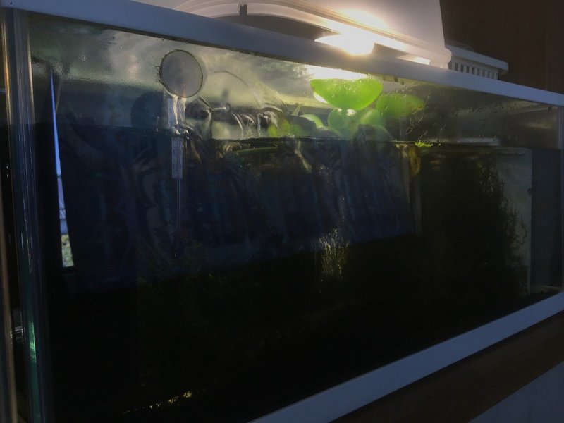 和風水槽立ち上げます ゆーいちの水槽部屋 Note