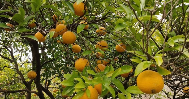 英語学習者必読 放棄柑橘は Abandoned Unharvested 文脈から適切な英訳を考える からちゃん 島旅農園 ほとり Note