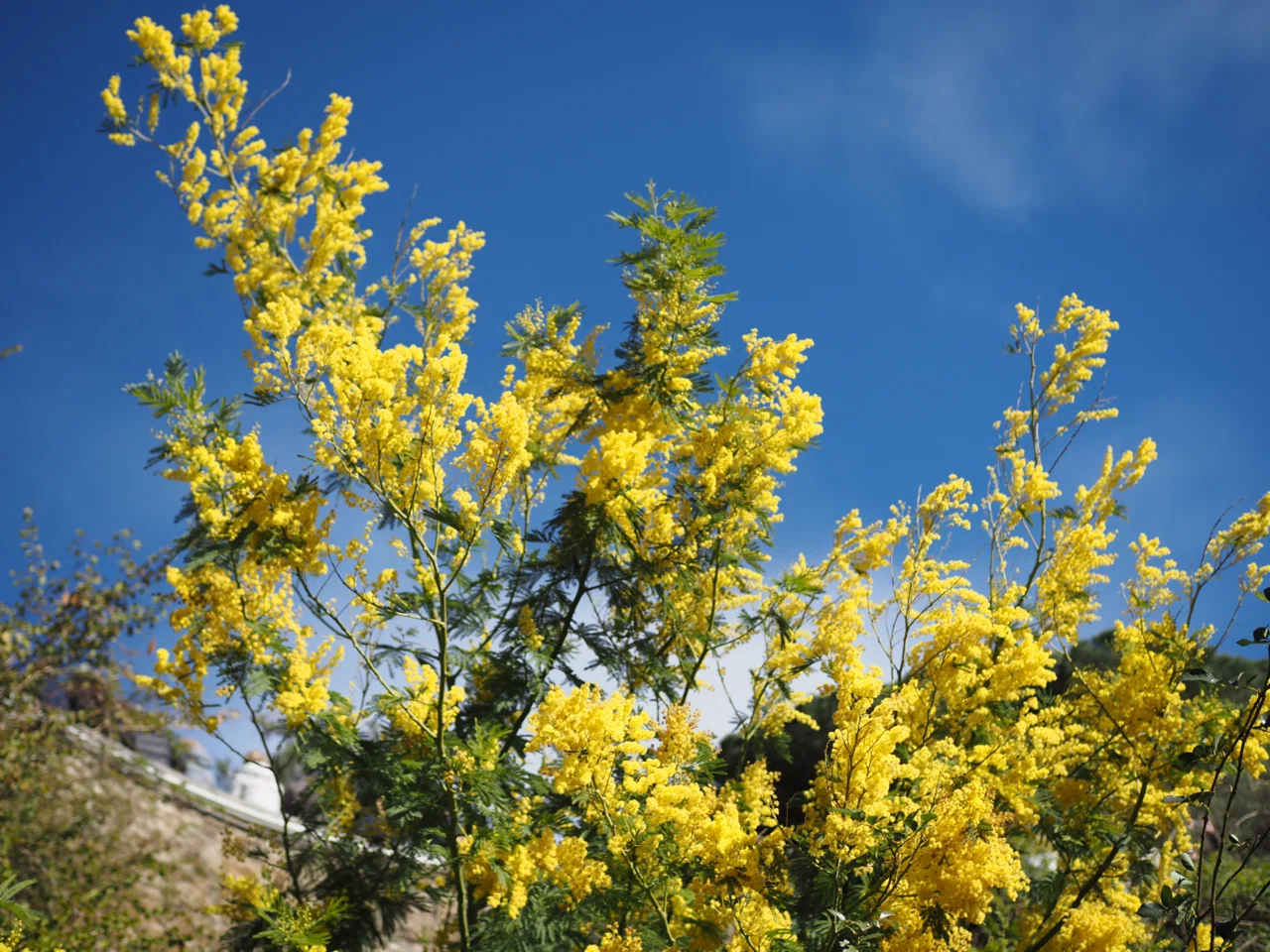 南仏ミモザ村で花のパレード🌼ボルムレミモザ写真旅行🇫🇷フランス