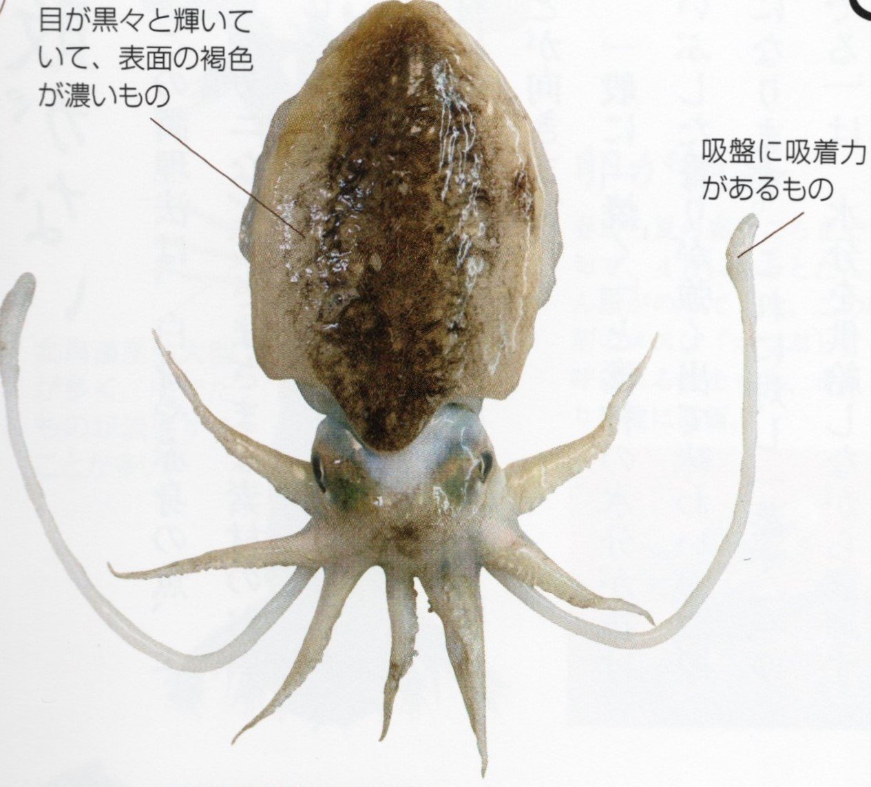 イカ墨のお話 食の工房オフィスアルベロ イタリア料理教室 In 神戸 Note イカ墨のお話 食の工房オフィスアルベロ イタリア料理教室 In 神戸 Note