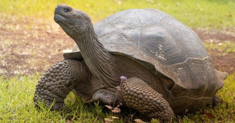 180年ぶりの帰還 絶滅したはずの「島の主」がガラパゴスを歩いた日