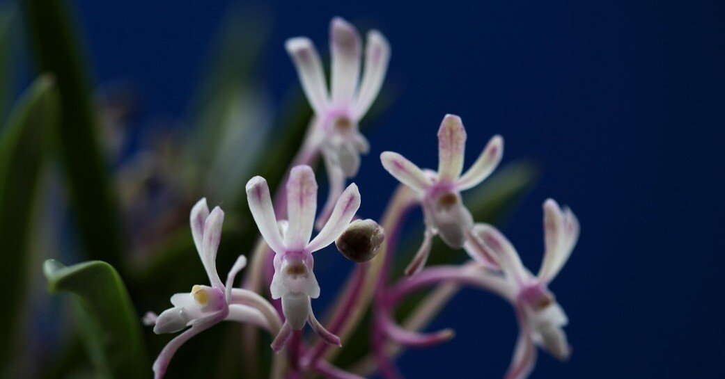 富貴蘭「紫 福」の花（過去の画像倉庫から）｜KJ Morison