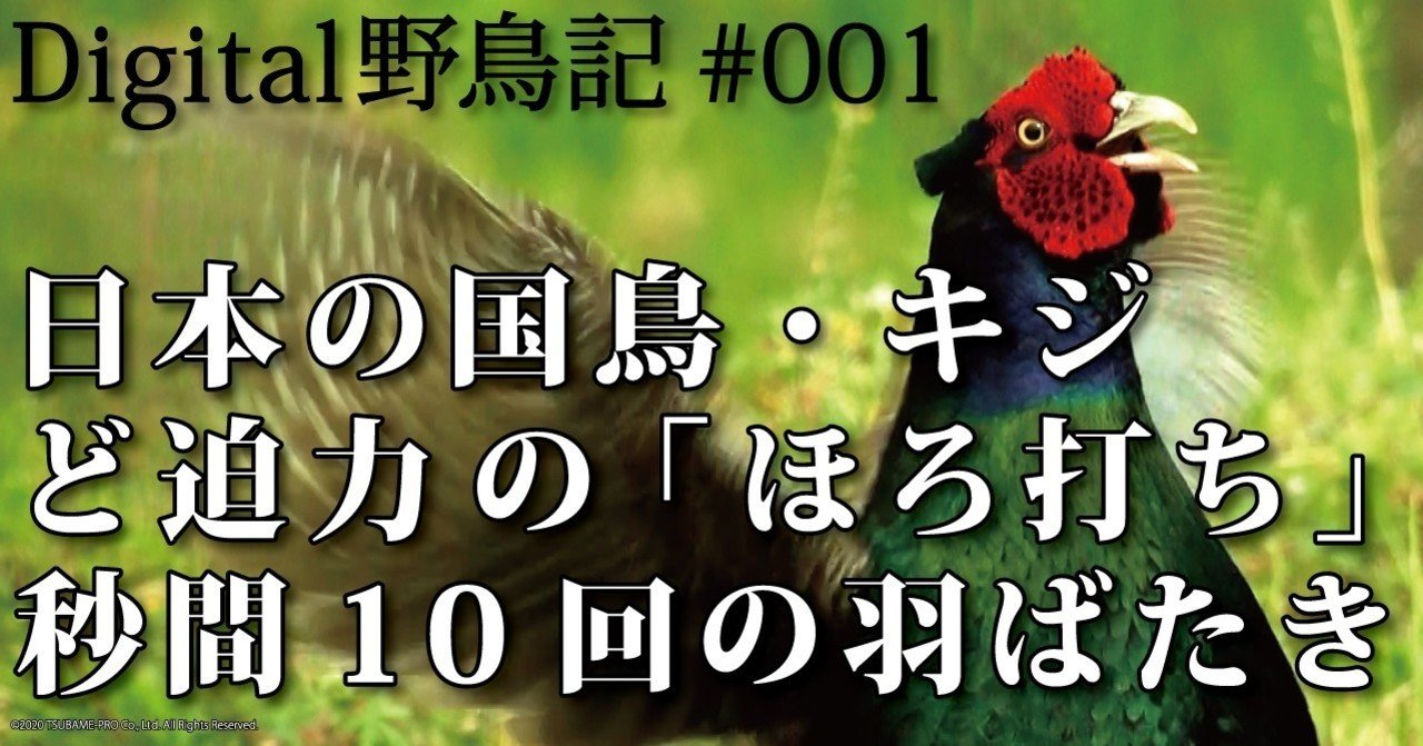 Digital野鳥記 001 日本の国鳥 キジ ど迫力の ほろ打ち 秒間10回の羽ばたき 平野伸明 映像制作会社つばめプロ Note Digital野鳥記 001 日本の国鳥 キジ ど迫力の ほろ打ち 秒間10回の羽ばたき 平野伸明 映像制作会社つばめプロ Note