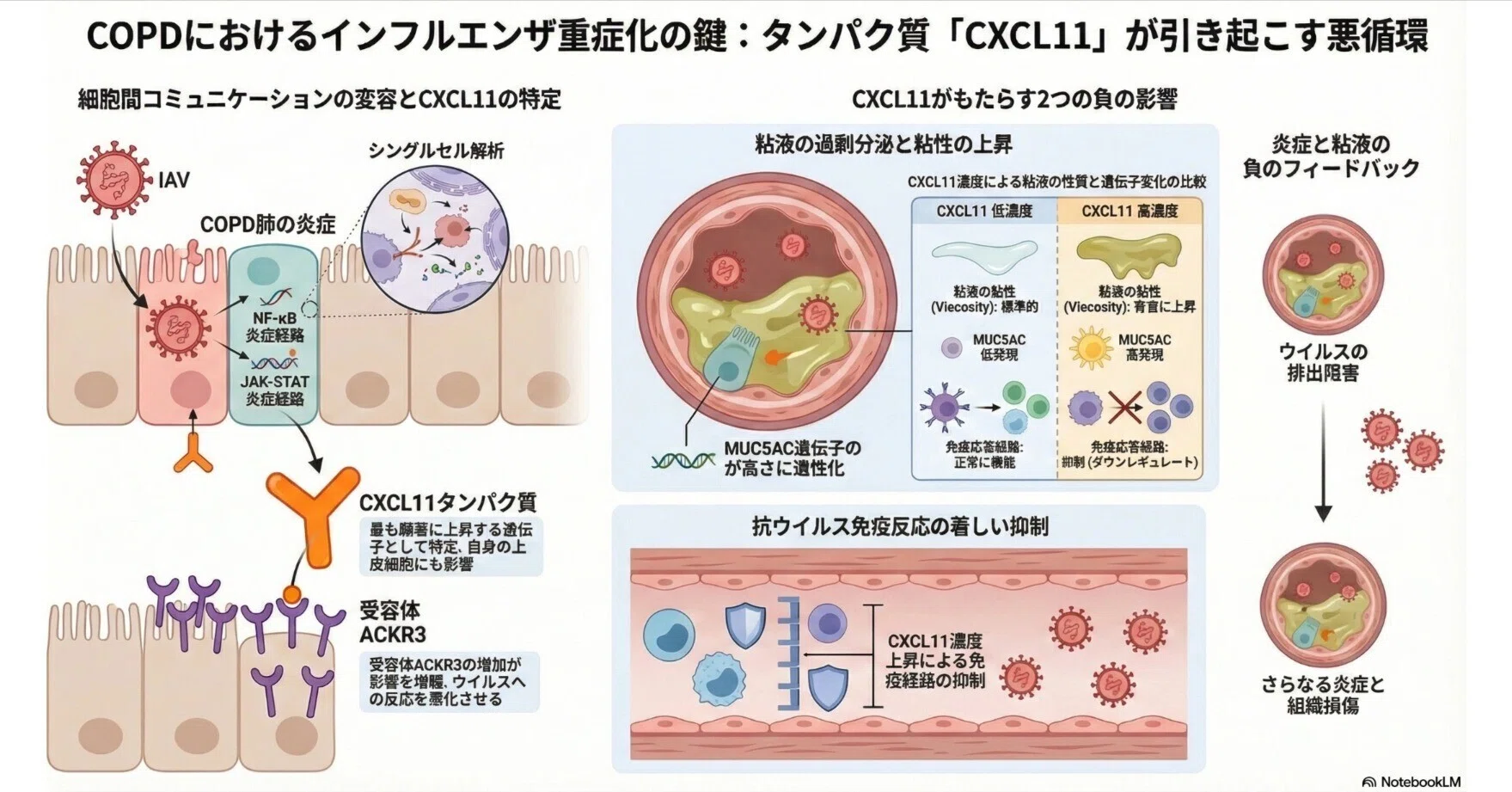 COPDインフルエンザ感染；CXCL11が粘液を増やして免疫を下げ、さらに