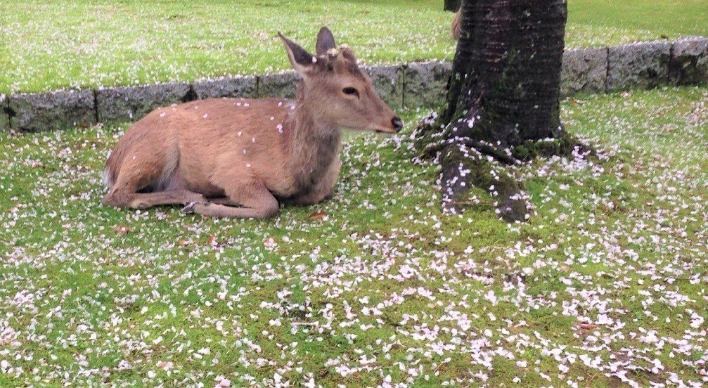 しか