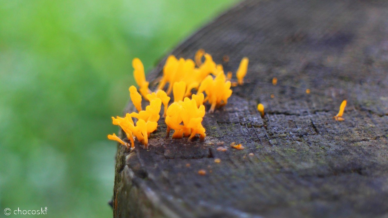 黄色いニョロニョロ＊ツノマタタケなど｜ちょこすき～☆きのこ